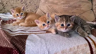 Милые котята залезли на диван и играются.