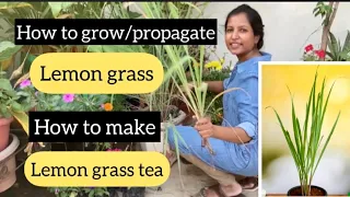 How to grow Lemon grass at home || Lemon grass ko ghar mae kaise lagae || Lemon grass Ki chai.