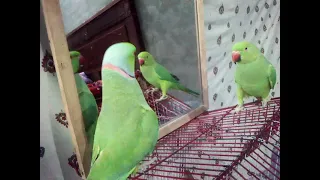 Indian Ringneck parrots Talking and scrolling| | #king #parrot #talkingparrot #viral #orignal