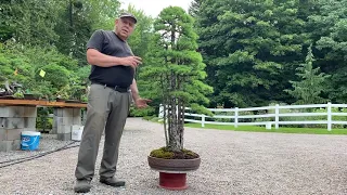 Rare Purchase of an Exceptional Old Larch Bonsai