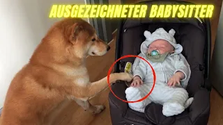 Hunde sind Babysitter und  echte Beschützer - Die passen liebevoll auf Babys auf 🥰