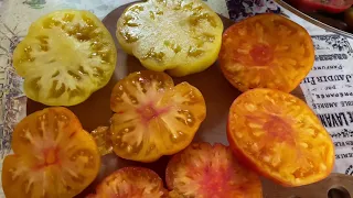 О заказах семян томатов / семена в подарок / скидки
