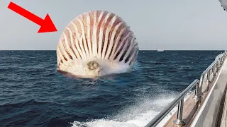 What Is This Bizarre Alien Looking Thing Floating Around In The Ocean?!