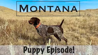 Montana-Puppy Episode!
