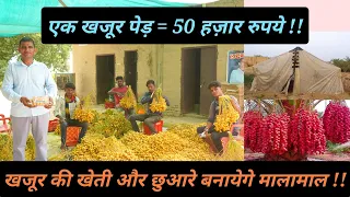 खजूर की खेती 1 पेड़ = 50 हज़ार || खजूर के छुवारे ऐसे बनते है || Date Farming in India || Hello Kisaan