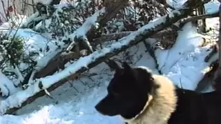 "13 минут соболиной жизни" Russian sable