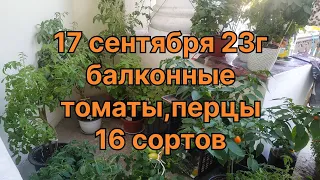 17 сентября. Балконные  томаты, 16 сортов. 3 перца. Таймкод в закрепе