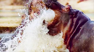 Male Hippo Battles Overlord for Mating Dominance | Life | BBC Earth