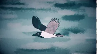 Hooded Crow Fly Cycle
