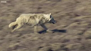 Wolf Pack Hunts A Hare