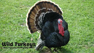 Wild Turkeys: More Than Just Thanksgiving Dinner!