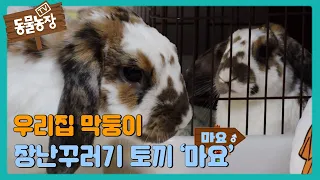 우리집 막둥이, 장난꾸러기 토끼 ‘마요’ #TV동물농장 #AnimalFarm #SBSstory