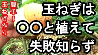 玉ねぎは○○と植えて失敗知らず  だれでも簡単に作れる方法を３０年以上の玉ねぎ栽培の経験からご紹介。玉ねぎ栽培のポイント５選　無農薬　自然農法