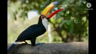 tucan