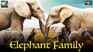 हाथीयोका परिवार | Elephant Family | Life of Elephants | World Documentary HD