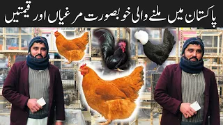 College Road Birds Market Rawalpindi | Top fancy hens prices in Pakistan | Fancy hens,Turkey Birds