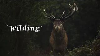 Wilding - Official Trailer