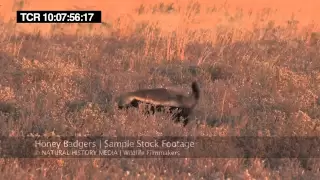 Honey Badger HD Stock Footage Samples (30mins)