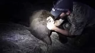 Black Bear Hunting "BIG BOAR" - Stuck N the Rut 49