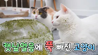 Super large catnip ice vs cat (ENG SUB)