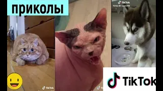 ПРИКОЛЫ В ТИК ТОК 😎 ЧУДИКИ ИЗ ТИК ТОК 😎 Top TikTok 2020 Кошачьи шутки из тик тока #4