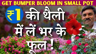 1 रुपये की थेली में लें भर के फूल || Get Bumper Flowering in Small Pots