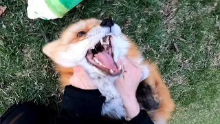 Gopro POV waking up foxes