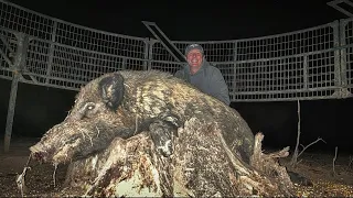 Trapped a BIG boar hog and got truck stuck