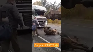 Лось в кабине тягача😳