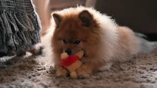 Rufus the Pomeranian