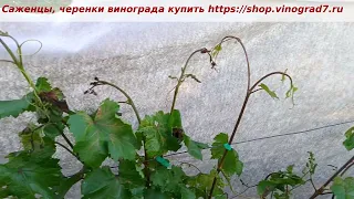 Ошибка при укрытиии винограда от весенних возвратных заморозков, не повторяйте ошибку при укрытии