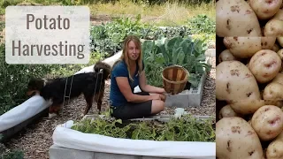 Life in a Tiny House called Fy Nyth - Potato Harvesting