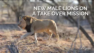 2 NEW Male Lions Take Over | Marataba Luxury Lodges | South Africa