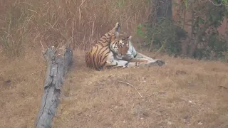 Tigress Spoted in Pench National Park  #wildlife #tadoba #penchnationalpark #wildlife #tigers #yoga