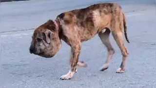 Никто не думал, что собака с огромной головой-тыквой выживет, но спустя месяц пса было не узнать!