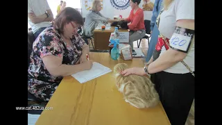 3 Выставка кошек в Киеве, Пан Коцкий, 1 и 2 июня, 2019, слайд шоу