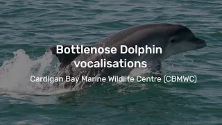 Bottlenose Dolphin vocalisations