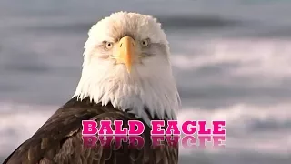 The Bald Eagle in Flight: NATURE FIRST