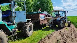 ПІДЖИВЛЯЄМО❌Росипаєм САЛІТРУ під пшеницю😯Ризикуємо всім.Ціна буде❓