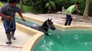 Caballo en piscina