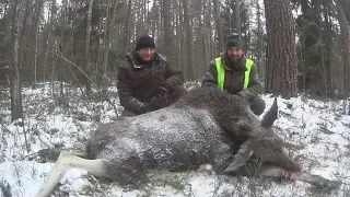 Охота на лося в РБ. Хорошая охота - это не количество мяса, а хорошо проведенное время!