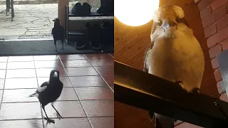 2 magpies come inside to play catch with a kookaburra umpire