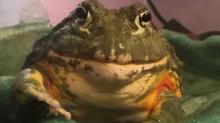 Pixie Frog (African Bullfrog) Croaking Part 3 (Adult Croak)