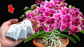 Put 1 Bag In The Root! Orchids Explode With Lots Of Beautiful Flowers