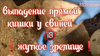 ‼️Выпадение прямой кишки у свиней 🐽🐖‼️Как мы боремся с этой проблемой ‼️