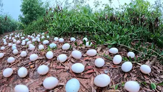 OMG! a female fisherman pick a lot of duck eggs on the way to the forest