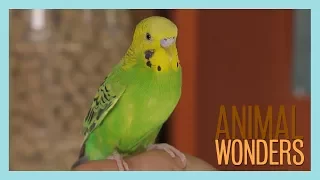 Meet and Greet: Agent Peri The Parakeet