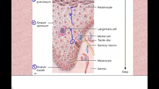 Stratums of the epidermis video