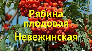 Рябина плодовая Невежинская. Краткий обзор, описание характеристик sorbus Alaia krupnaia