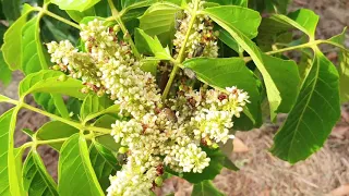 GUARANA berbunga, berbuah dan dah masak